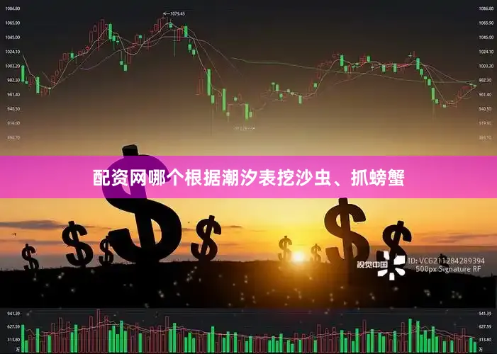 配资网哪个根据潮汐表挖沙虫、抓螃蟹